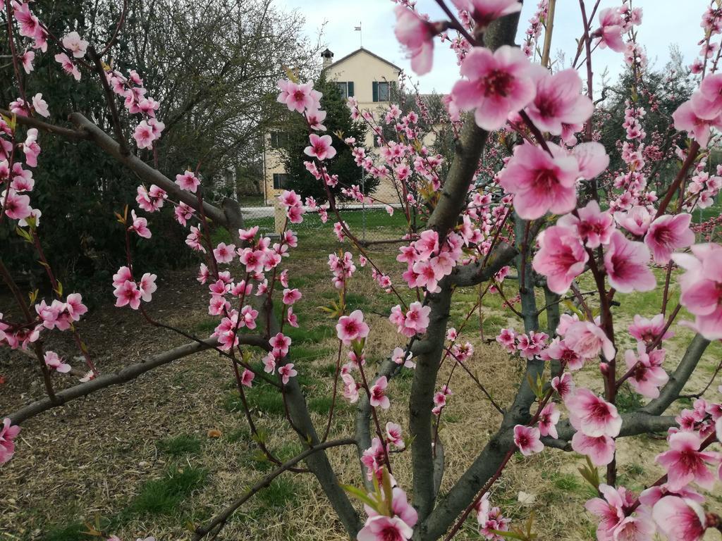 Bed and Breakfast I Ciliegi Osimo Exteriér fotografie