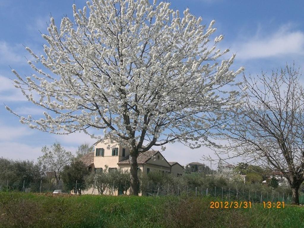 Bed and Breakfast I Ciliegi Osimo Exteriér fotografie